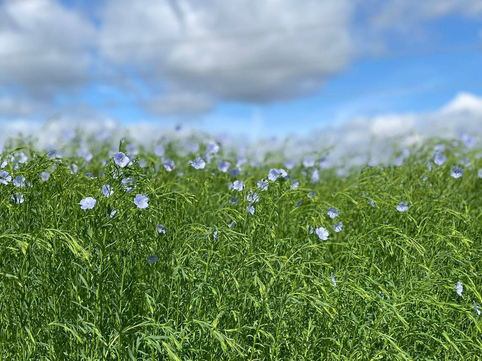 featured image for post Scottish Fibre Flax Seed Bank